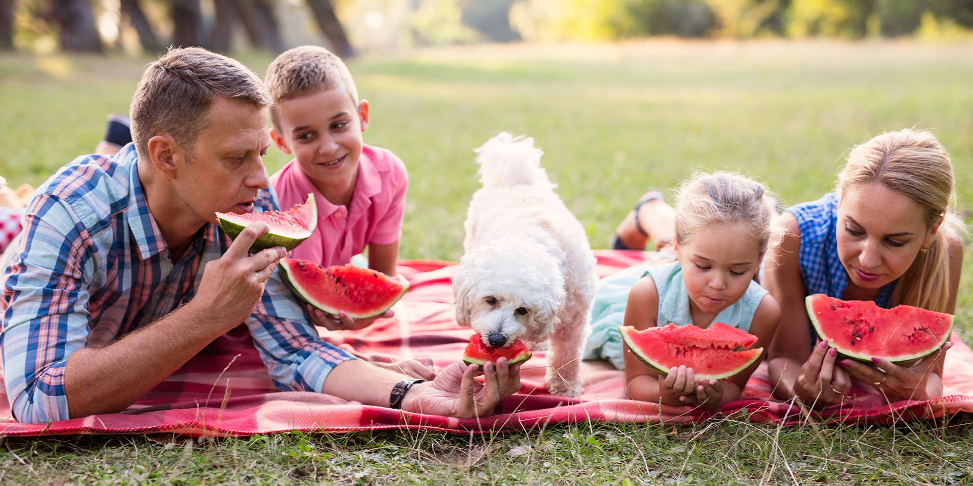 Can Dogs Eat Watermelon Is Watermelon Good Or Bad For Dogs