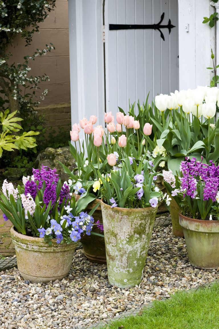 33 Best Bulbs to Plant in Fall for Spring Flowers to Plant In Fall