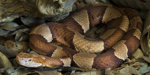 Snake, Reptile, Northern Copperhead, Scaled reptile, Serpent, Viper, Elapidae, Terrestrial animal, Colubridae, Sidewinder, 