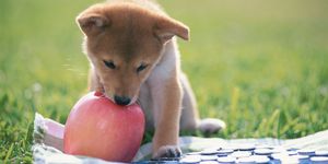 Dog, Mammal, Vertebrate, Canidae, Dog breed, Shiba inu, Carnivore, Puppy, New guinea singing dog, Snout, 