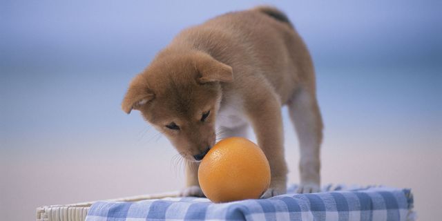 are oranges bad for my dogs