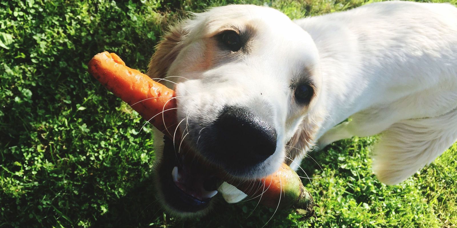 carrots for dogs good or bad