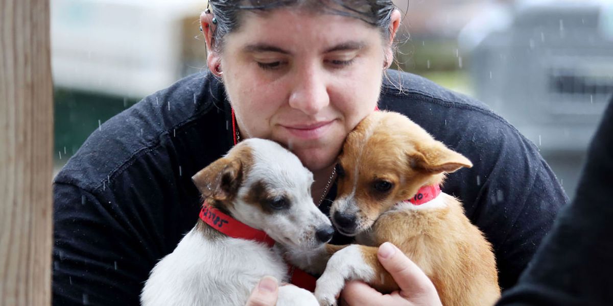 This Heroic Woman Chartered A Plane To Rescue 300 Animals In The Caribbean