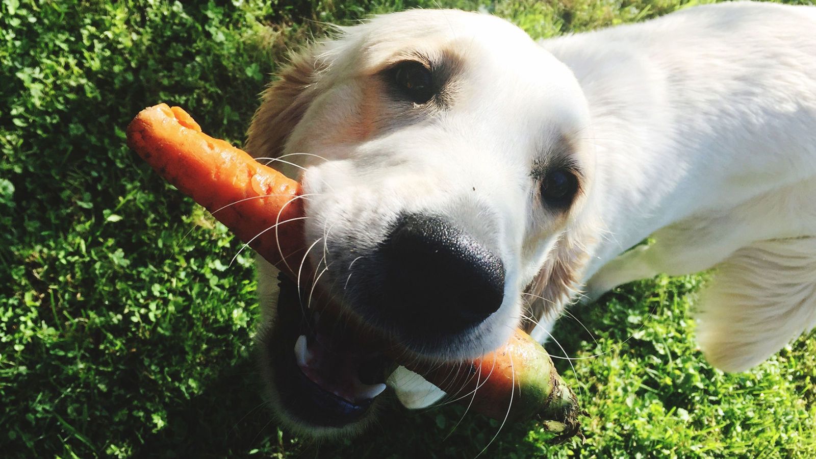 Can Dogs Eat Carrots Are Carrots Good or Bad for Dogs to Have