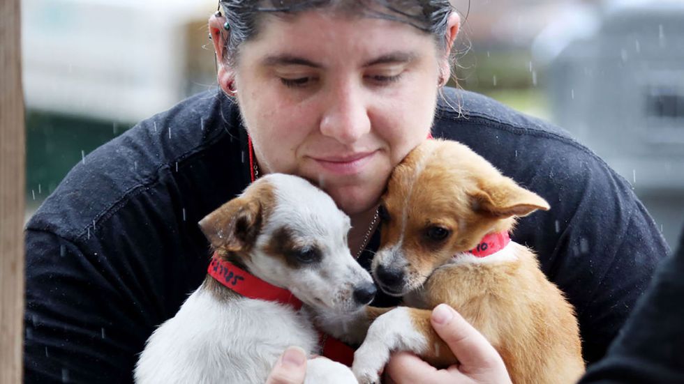 This Heroic Woman Chartered A Plane To Rescue 300 Animals In The Caribbean
