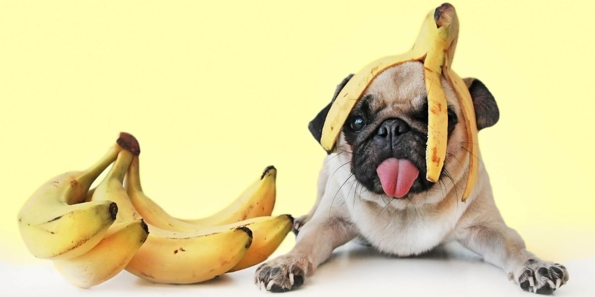 can dogs eat rotten bananas