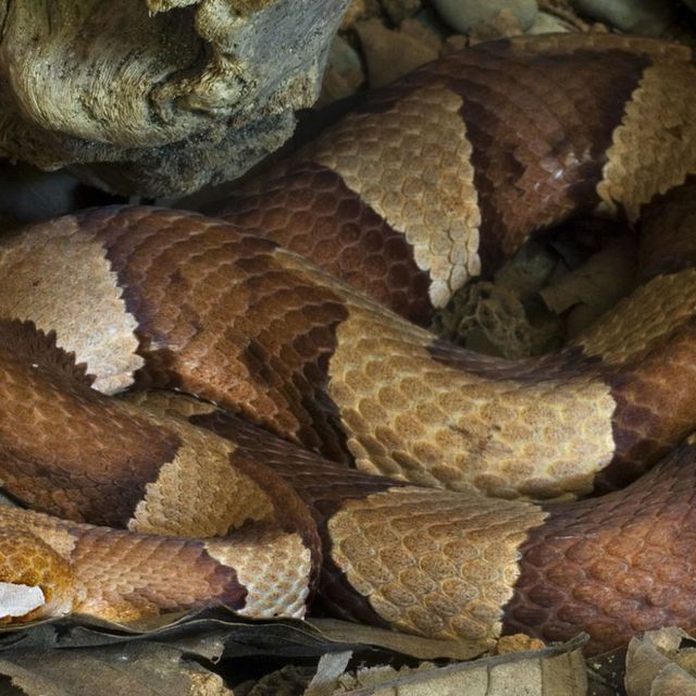 Snake, Reptile, Northern Copperhead, Scaled reptile, Serpent, Viper, Elapidae, Terrestrial animal, Colubridae, Sidewinder, 