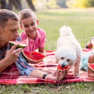 Child, Picnic, Fun, Sharing, Play, Recreation, Canidae, Grass, Leisure, Dog breed, 