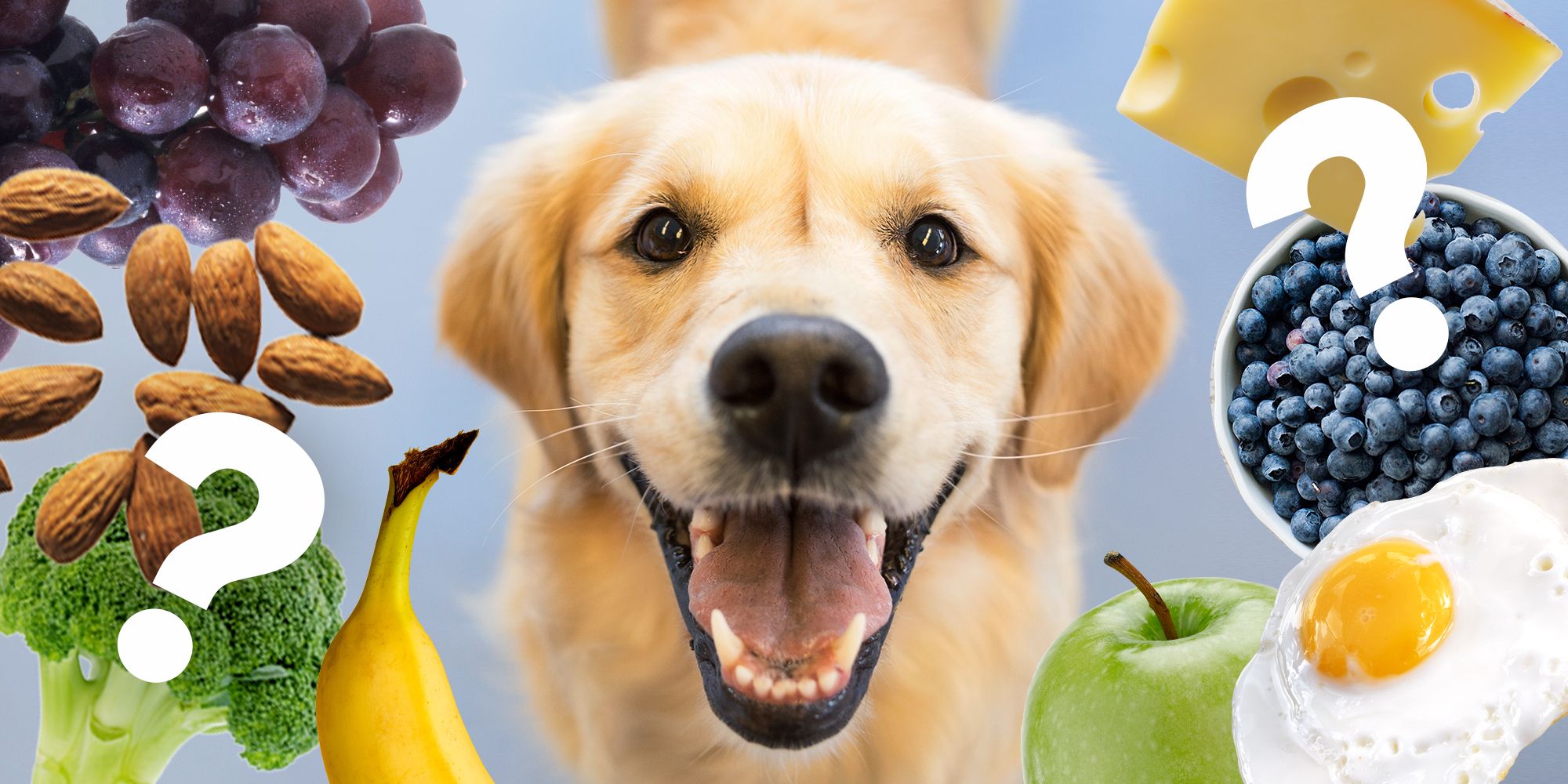 apples bad for dogs