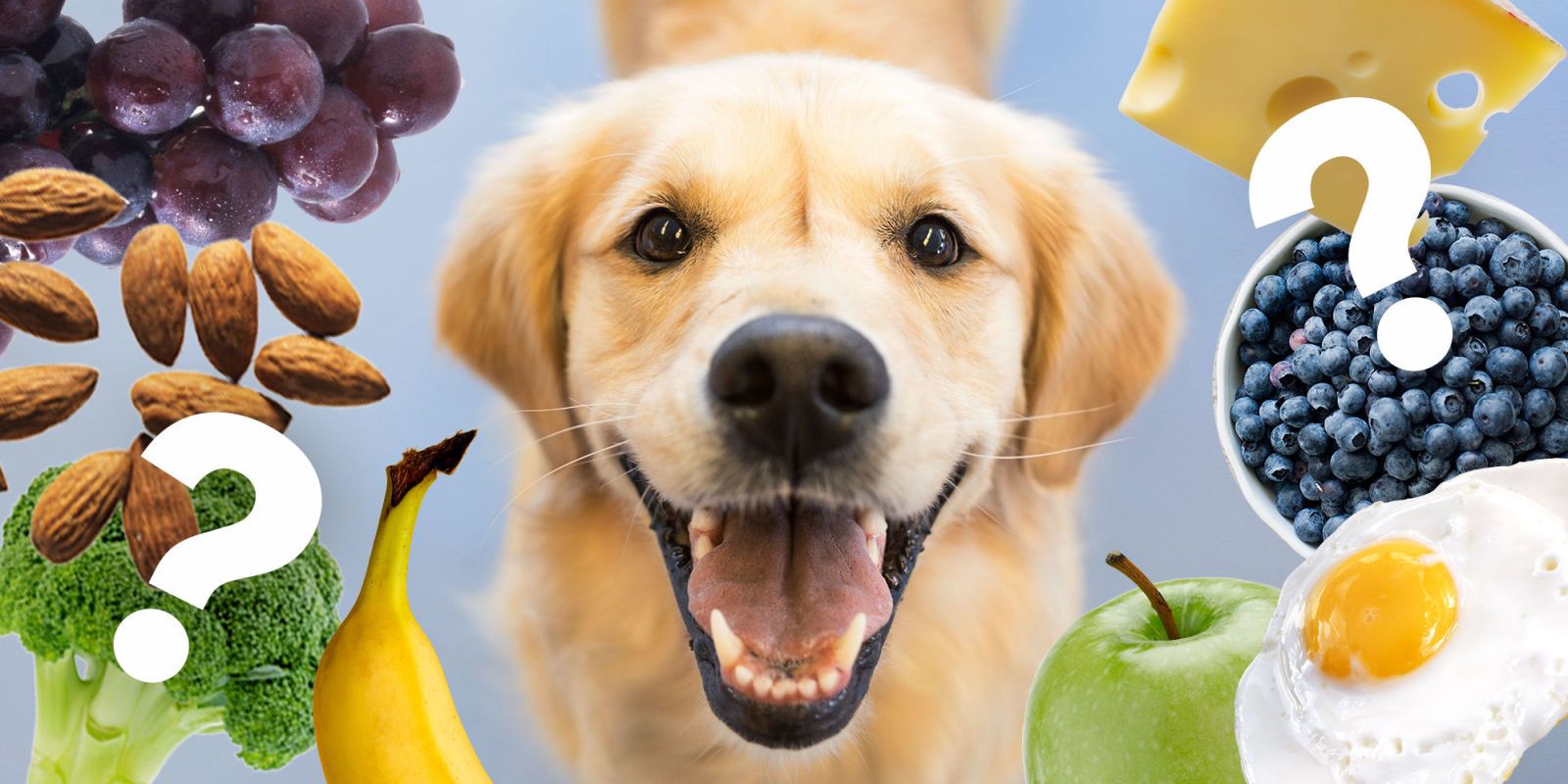apple is good for dog