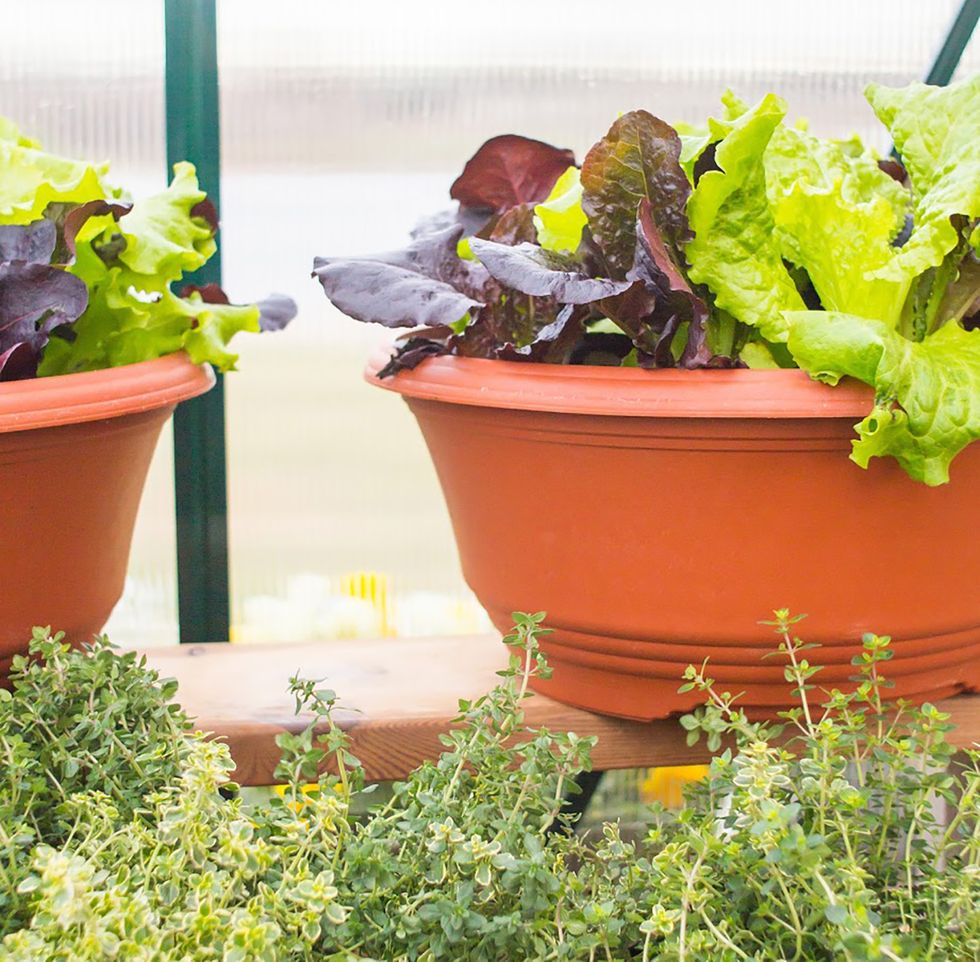 Flowerpot, Plant, Herb, Flower, Garden, Houseplant, Leaf vegetable, Romaine lettuce, Vegetable, Lettuce, 