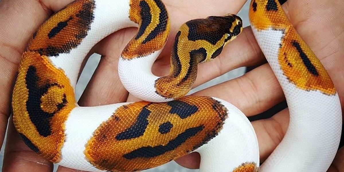 This Rare Snake Is Ready For Halloween - Piebald Ball Python with Jack O  Lantern Pattern