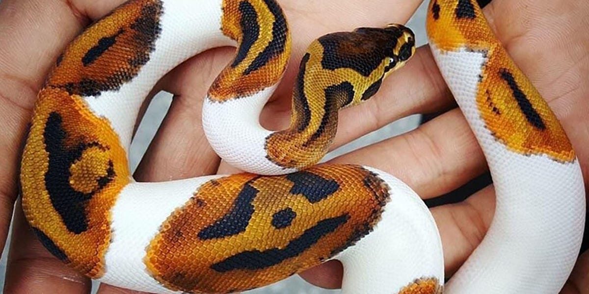 This Rare Snake Is Ready For Halloween - Piebald Ball Python with Jack