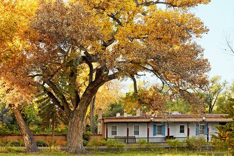 Tree, Natural landscape, Woody plant, Autumn, House, Leaf, Yellow, Plant, Home, Sky, 