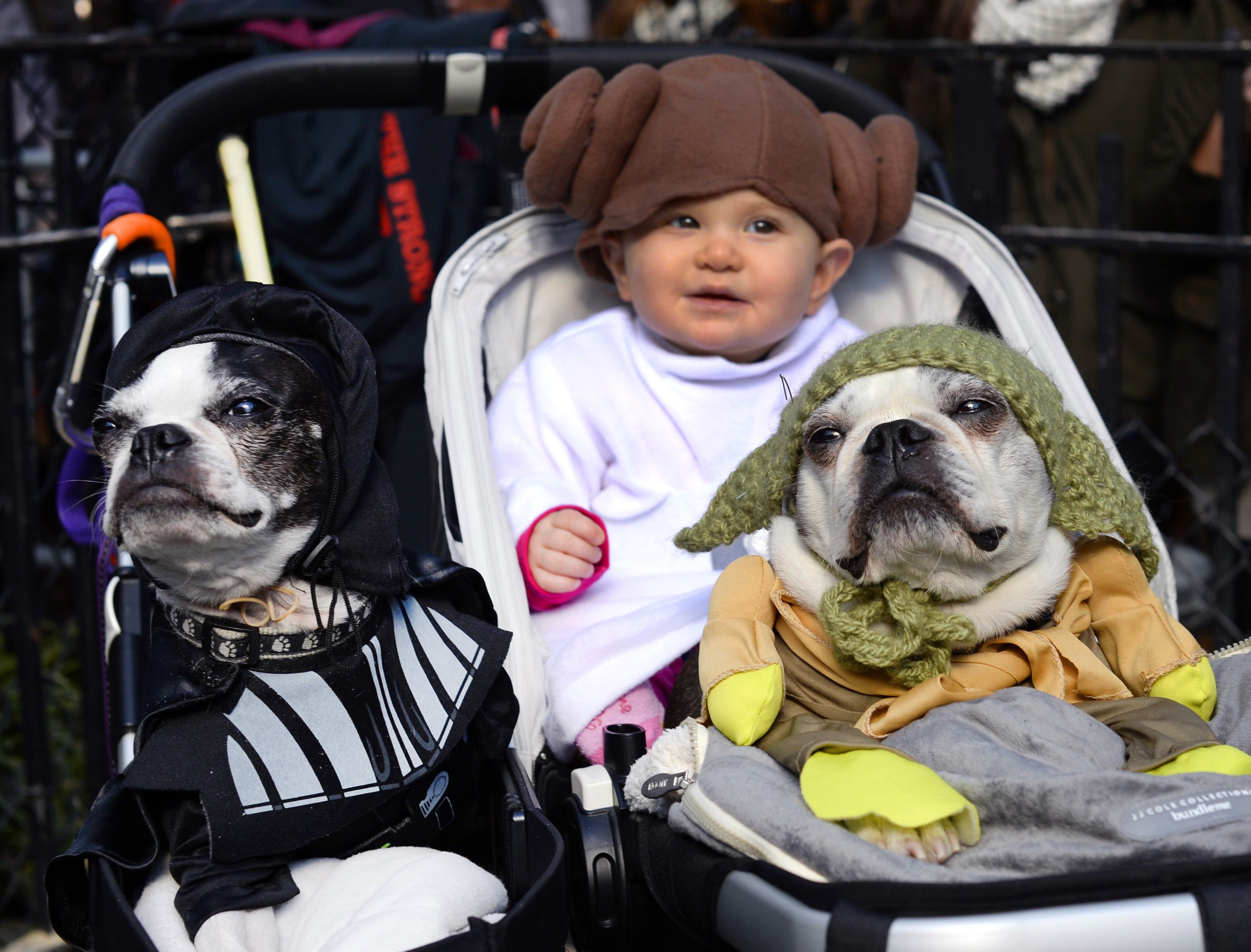 Top pets. Фотосессия к Хэллоуину с мопсом и человеком. Мопс и дети. Счастливая собака парад. Собака Нью Йорк.