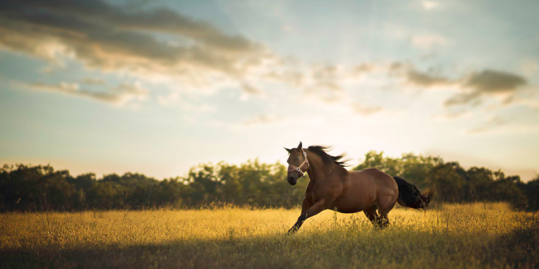 This Photographer's Work Perfectly Captures the Majestic Beauty of Horses