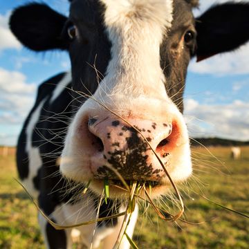 Bovine, Dairy cow, Nose, Pasture, Snout, Grass, Sky, Grassland, Cow-goat family, Livestock, 