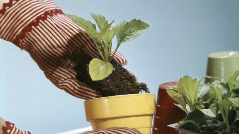Flowerpot, Houseplant, Leaf, Plant, Flower, Room, Herb, Textile, Hand, Table, 