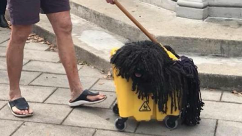 Nobody Can Get Over This Dog Dressed Up As A Mop