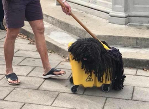 dog mop halloween costume