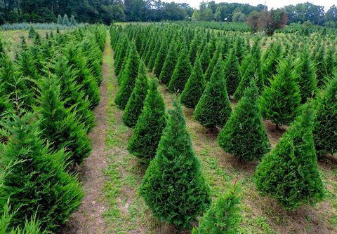 12 Best Christmas Tree Farms - Fun Christmas Tree Farms to Visit In The South