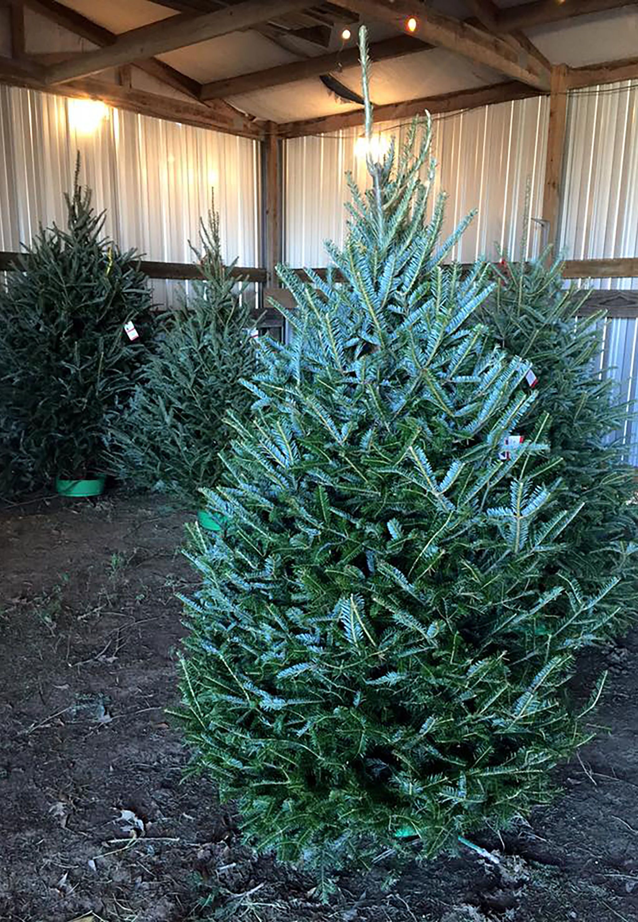 30 Best Christmas Tree Farms - Christmas Tree Farms Near Me