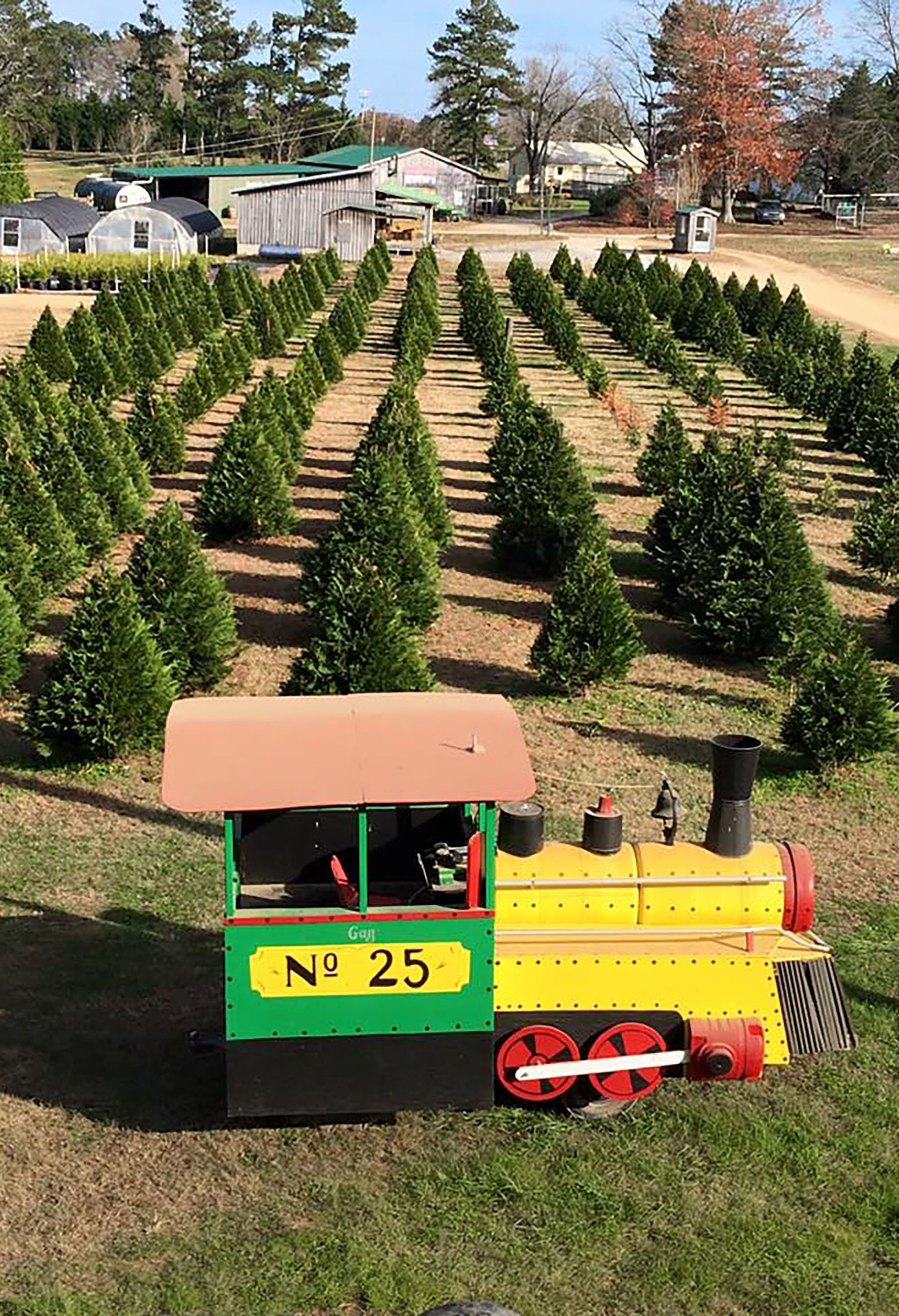 christmas trees near me christmas trees near me