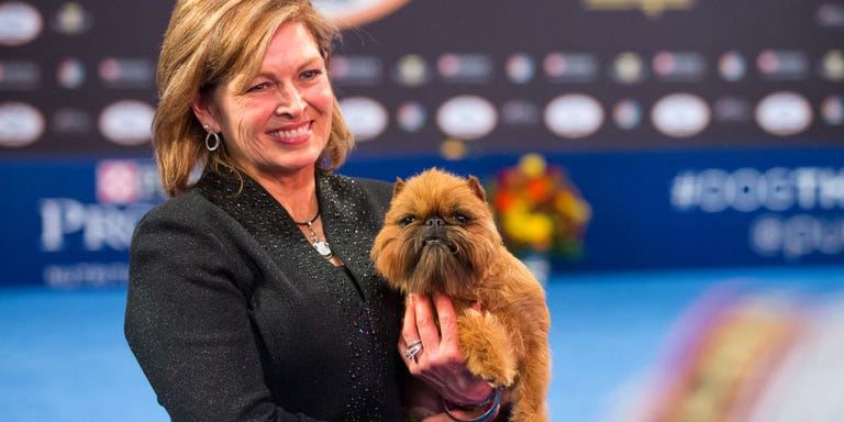 Winner Of Today S Dog Show Nov Winner Of Today S Dog Show Nov
