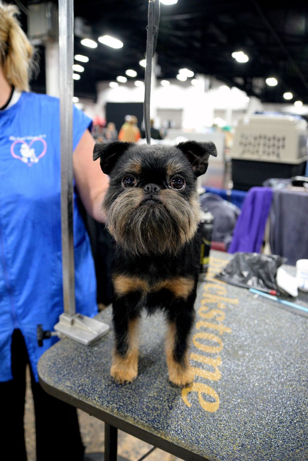 dogs at the national dog show