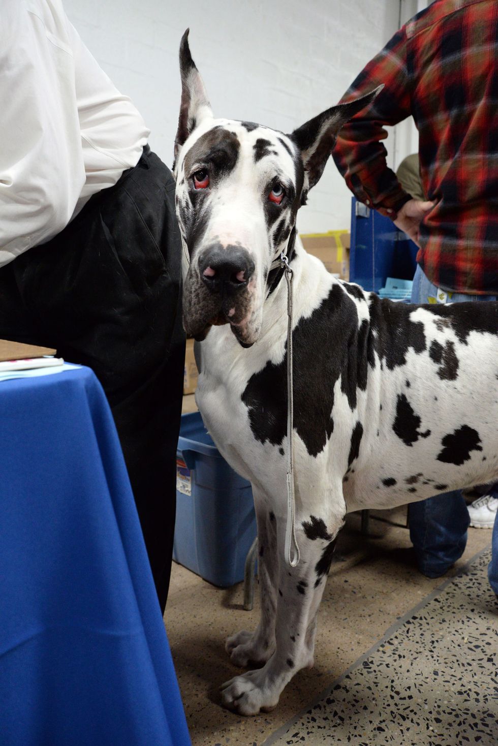 The Cutest Dogs at The National Dog Show Presented by Purina All the