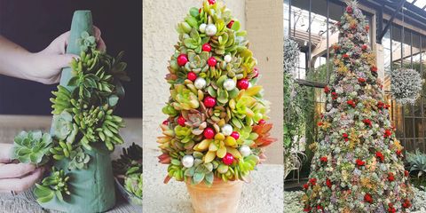 succulent christmas trees