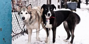 Dog, Mammal, Vertebrate, Canidae, Siberian husky, Dog breed, Sled dog, Carnivore, Sakhalin husky, Seppala siberian sleddog, 