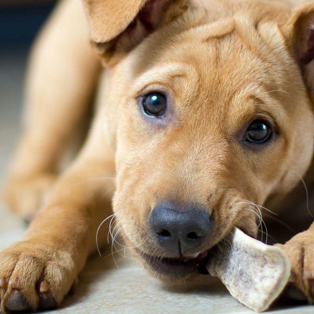 can puppies have bone treats