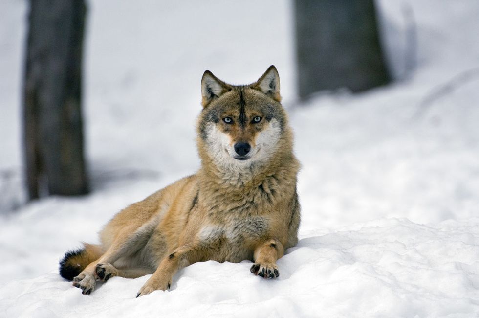 Mammal, Vertebrate, Wildlife, Canidae, Wolf, Canis, Snow, Carnivore, Dog, Coyote, 
