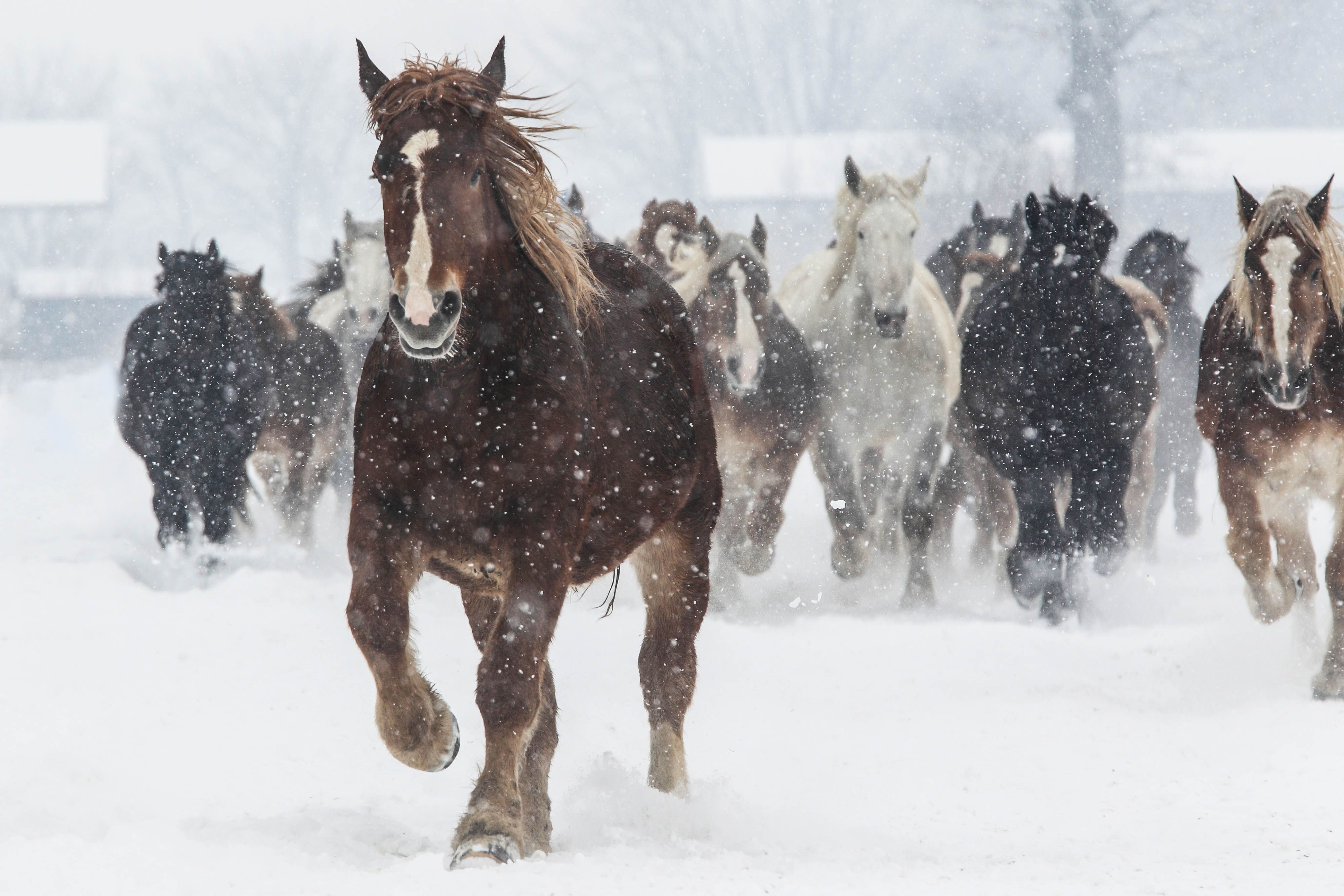 Funny Horse In The Snow Videos Horses That Don T Like Snow