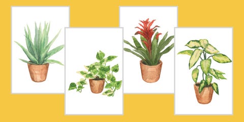 9 Best Easy Care Houseplants To Take Of Hard To Kill Houseplants