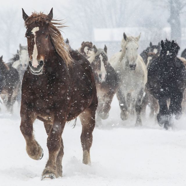 Snow, Winter, Horse, Winter storm, Atmospheric phenomenon, Herd, Freezing, Blizzard, Mane, Mare, 