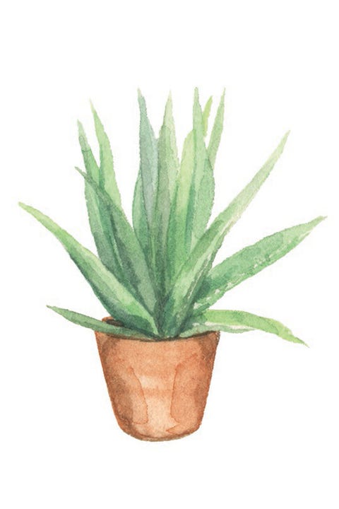 9 Best Easy Care Houseplants To Take Of Image