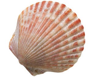 seashell