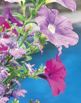 Petunias and lobelia