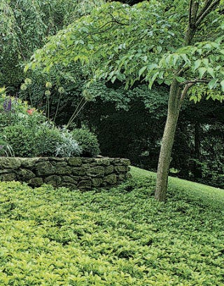 Shaded area of the garden