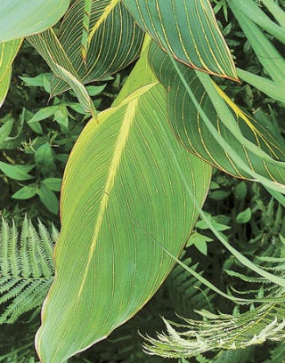 Canna pretoria