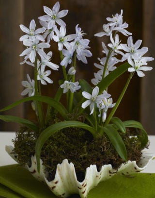 white flowers in a shell