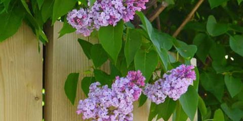 Will My Mom’s Lilacs Love Texas?