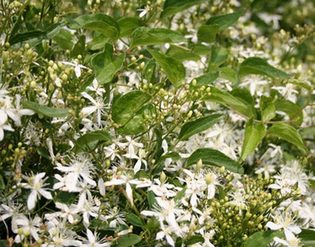Fragrant Jasmine Vines