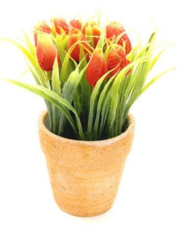 Can I Replant Potted Tulips?