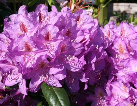 Wilting Rhododendrons