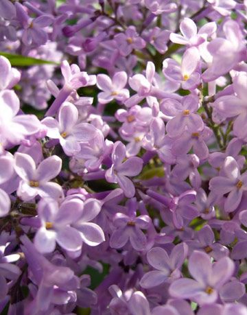 lilac bushes house