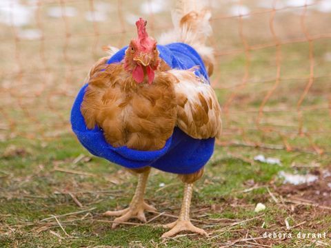 Chickens Wearing Sweaters - Photos of Chickens in Sweaters