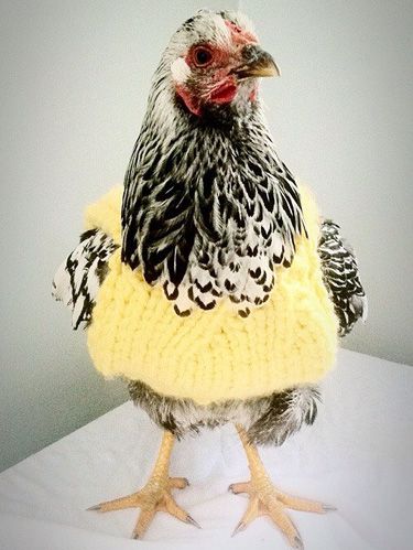 Chickens Wearing Sweaters - Photos Of Chickens In Sweaters